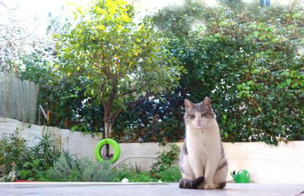 Dolce Casa an athenian residence with private garden - Foto 31