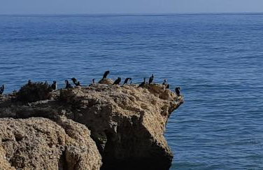 Jeannie's Oura Estrela - Foto 19