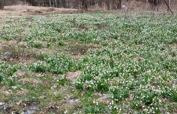 Ferienhaus Töpferblick-Hartau - Foto 52