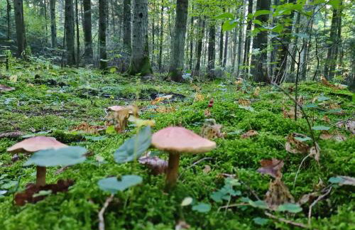 Apartamenty na Wzgórzu Boho 1- Jacuzzi, sauna, survival, free parking - Foto 33