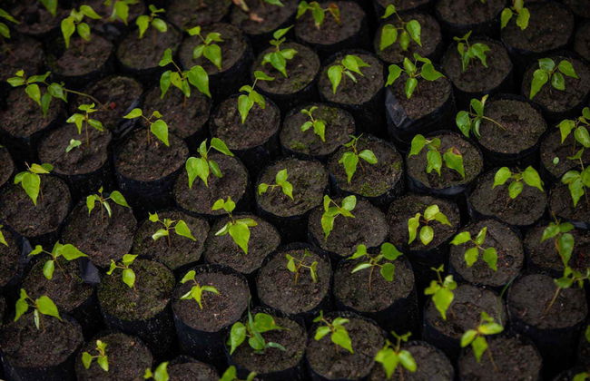 Tour por las comunidades ribereñas del Tapajós - Foto 2