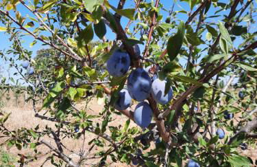 Monte da Figueira - Foto 53