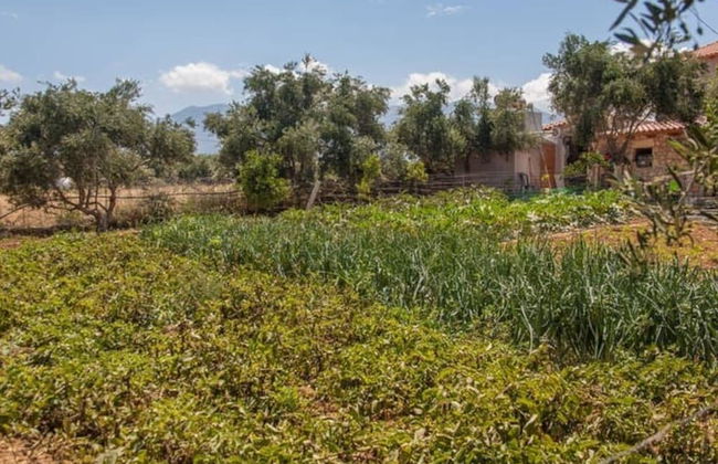 Olive Tree Farm - Foto 32