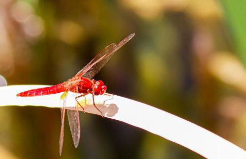 L'Etang Des Cigales - Foto 51