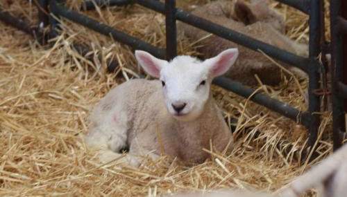 Cob Cottage - Foto 4