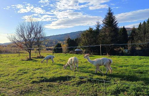 Blisko Lasu - Foto 8