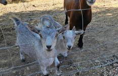 Domaine de Massoulac - Foto 69