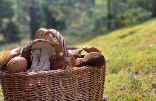 Igły i szyszki - Foto 14