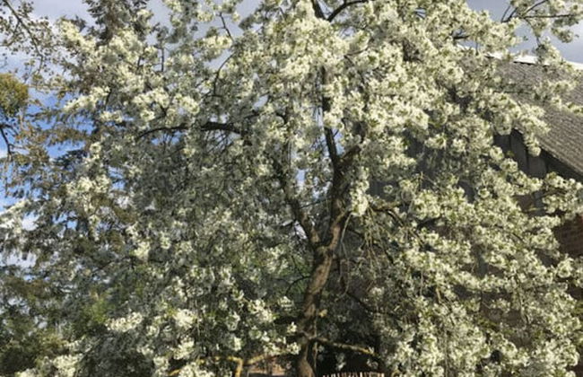 Holiday Home Landlust - Photo 16