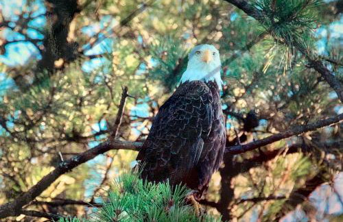 Sai Villa on Maurice River - Foto 43