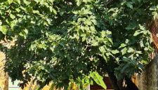 Gîtes du Plus Bas Mas - Foto 4, Garden