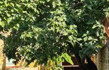 Gîtes du Plus Bas Mas - Foto 4