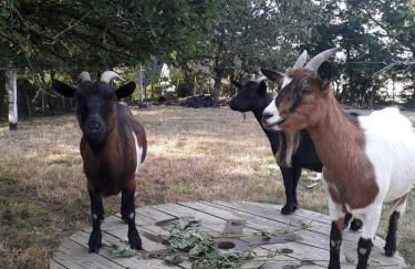 Chalet de Fred - Photo 10