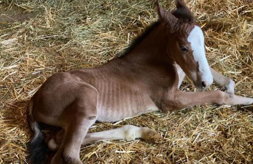 AGRITURISMO LA CORTE DEI CAVALIERI - Foto 32