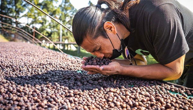 Apprezzando l'aroma dei chicchi del caffè