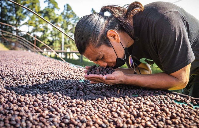 Boquete Coffee Tour - Photo 2