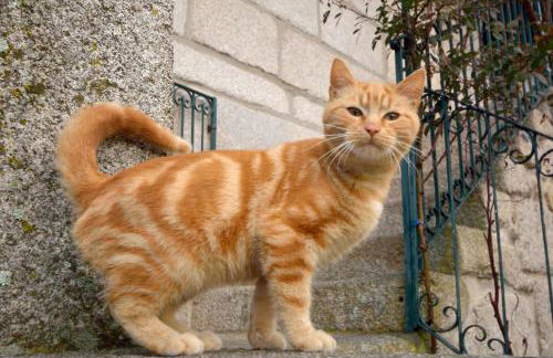 Casa das Palmeiras - Pedagogic Farm - Foto 124