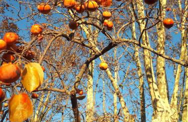 La Chambrette - Foto 21