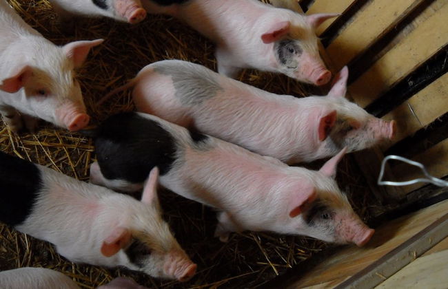 Agriturismo Terra di Michelangelo - Foto 33