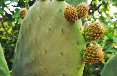 Anna's Stone House - Foto 46