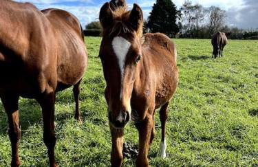 Charmant Cottage d'artistes - Foto 12