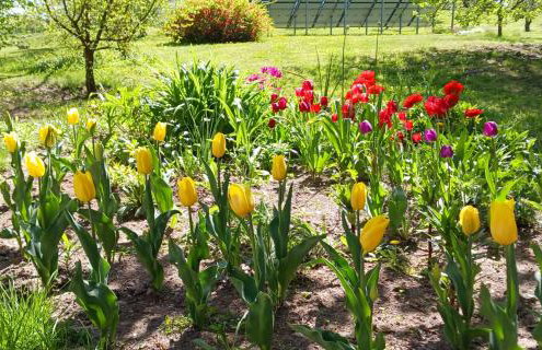 Agroturystyka Pod Dębem - Foto 47