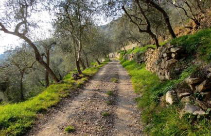 Country House With Big Garden - Photo 38