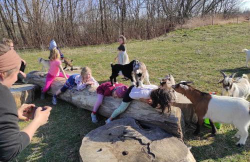 Pferdepension Jäger - Foto 7