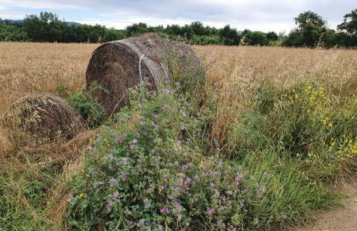 Ampuries Delta Apartment - Foto 52