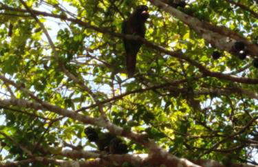 Suites Coqueiros Itamambuca - Foto 6