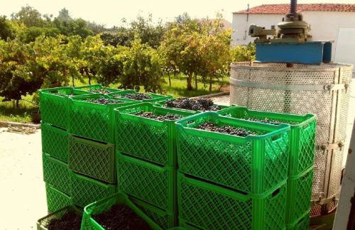 Linhal das Meias - São José das Matas - Foto 34