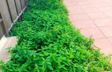 La Casa de las Nereidas - Foto 2