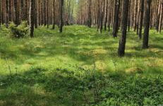 Kaszubówka 29 - Foto 12