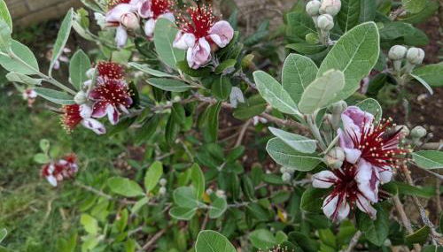 Accomodation in villa with pool & parking near Rome - Foto 5, Garden