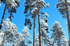 Alojamiento Rural Los Hacheros - Foto 40