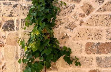 Masseria Voluzzi - Foto 53