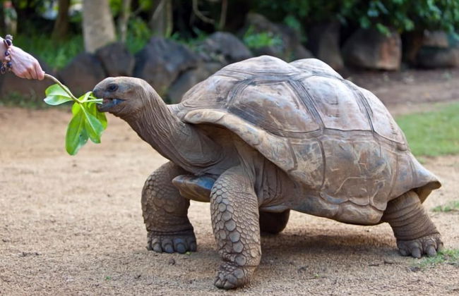 Villa Belle Plage - Photo 39