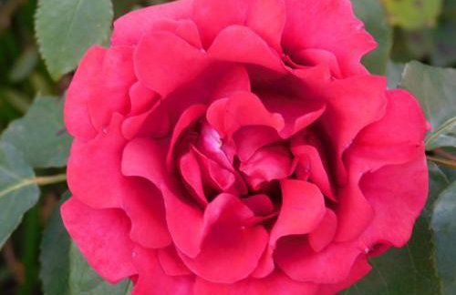 Apartments Villa Rosa - Foto 27