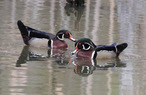 Portage Lakes Serenity - Foto 26