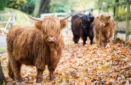 Gorgeous English Country Barn - Foto 10