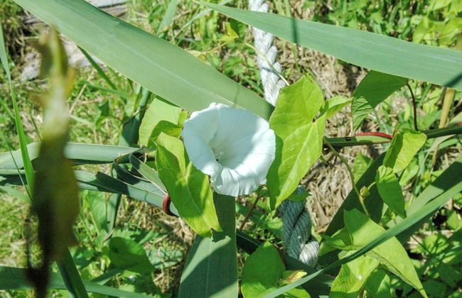 "Pirjo" - 50m from the sea - Foto 17