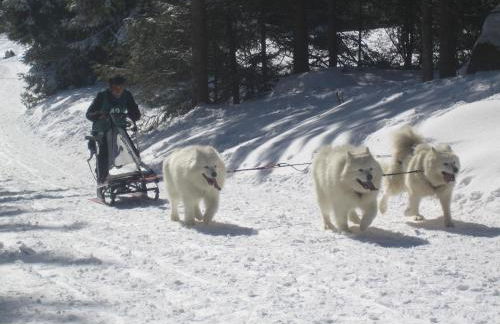 LES HORTENSIAS - Foto 35