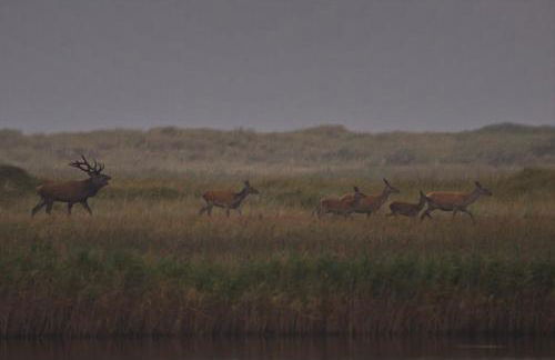 Ferienhaus Tura - Foto 42