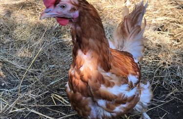 Poplar Lodge, Dee Valley Stays - cosy microlodge with detached private shower & WC - Photo 29