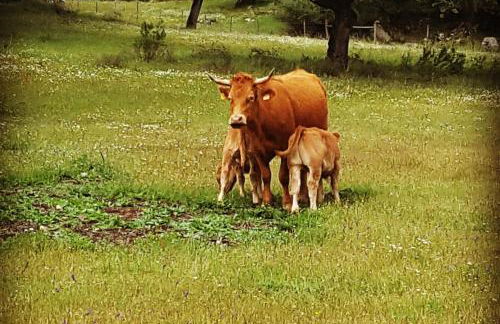 Almojanda 3 olive tree - Foto 75