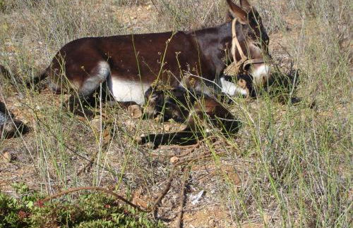 Monte de Santo Antonio - Turismo Rural - Foto 21