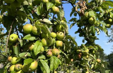 Tilia authentic home, butikowe apartamenty nad morzem - Photo 61