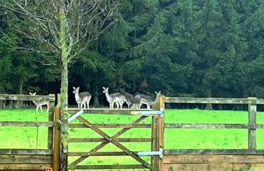 Countryside Retreat - Indoor Pool, Sauna, Hot Tub - Photo 16