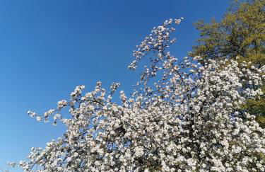 Woferlhof, Ferienhof Boxhorn - Foto 28