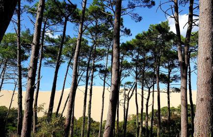 Maisonnette bois flottés - Photo 10